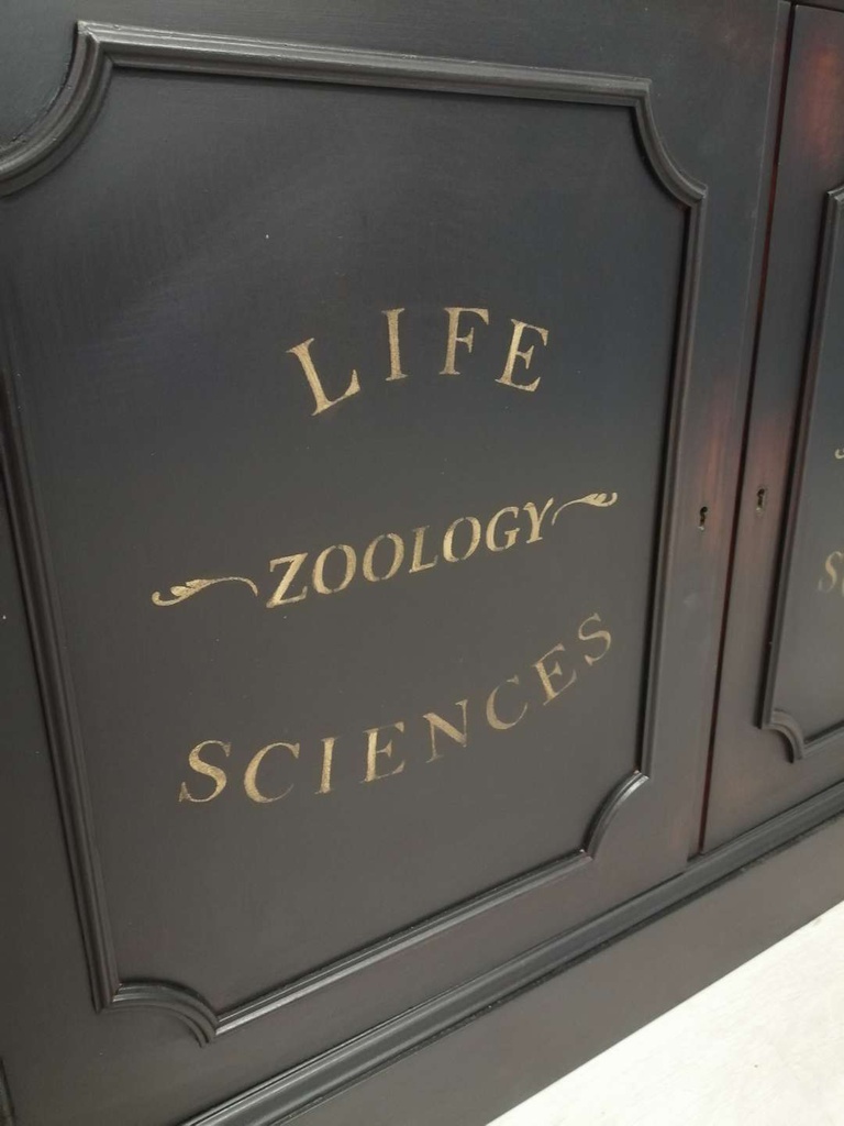 Black Natural History Museum Themed Large Glazed Top Dresser